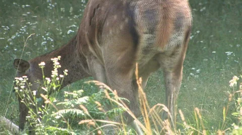 Deer Видео 573983