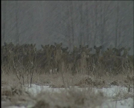 Deer, Stock Footage