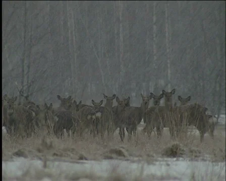 Deer Vídeos de archivo 588106