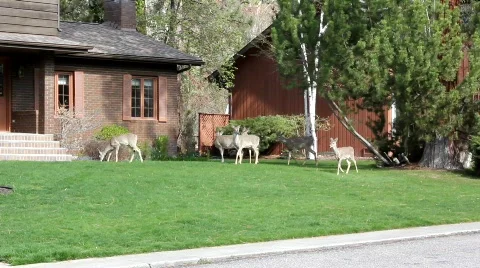 Deer Видео 755082