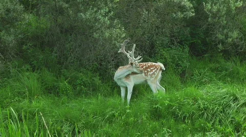 Deer Video stock 825430