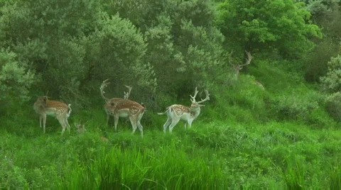 Deer Stock Footage 832876