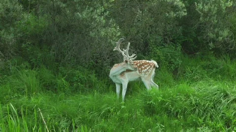 Deer Video stock 832915