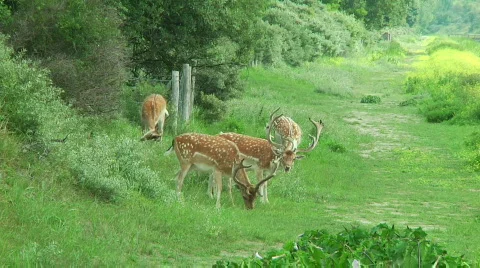 Deer Stock Footage 849607