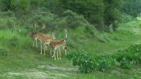 Deer Stock Footage 849612
