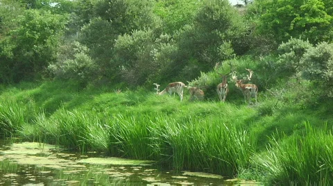 Deer Stock Footage 849621