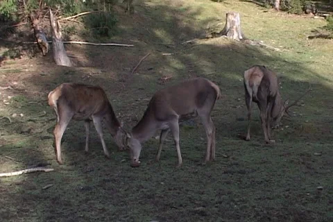 Deer Stock Footage 1008432