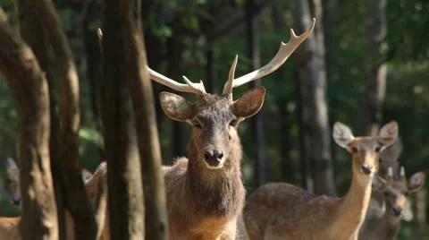 Deer Video stock 5021637