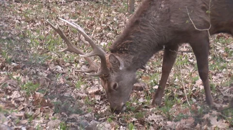 Deer Stock Footage 5299517