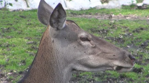 Deer Video stock 8509961