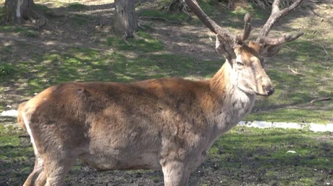 Deer Video stock 8509965