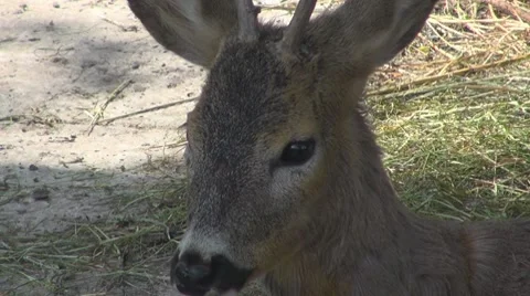 Deer Stock-Footage 8510034
