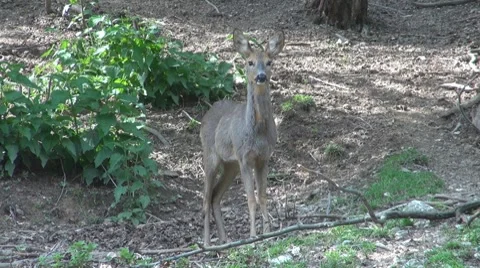Deer Video stock 8510044