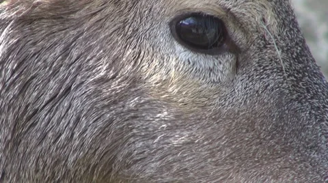 Deer Vídeos de archivo 8510045