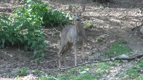 Deer 스톡 동영상 8510051