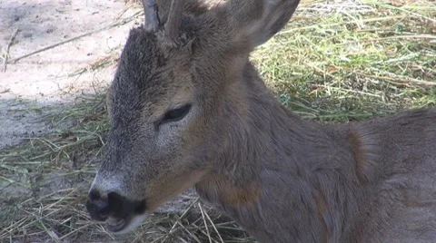 Deer Stock Footage 8510078