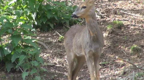 Deer 库存影片 8510079
