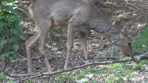 Deer Video stock 8510080