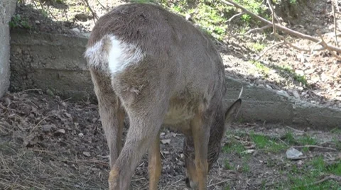 Deer Stock-Footage 8510081