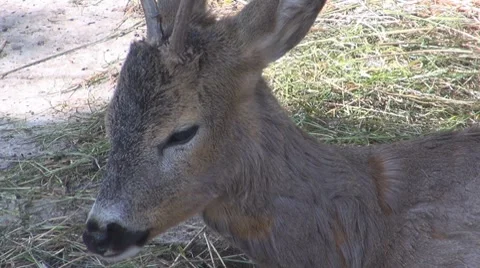 Deer Видео 8510082