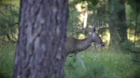 Deer 스톡 동영상 8838275