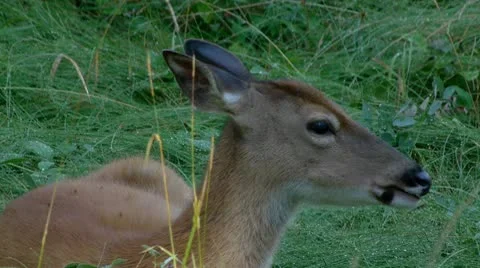 Deer Stock Footage 8988670