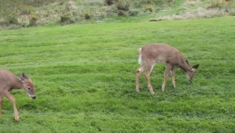 Deer Video stock 10585445