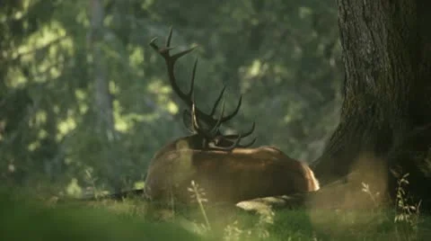 Deer Stock Footage