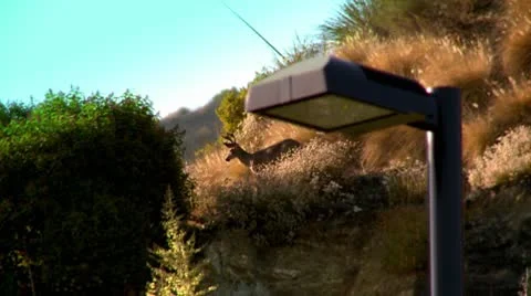 Deer Stock Footage 10755270