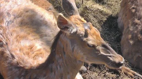 Deer Stock-Footage 10917581