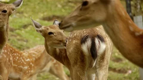 Deer Stockbeeldmateriaal 11150433