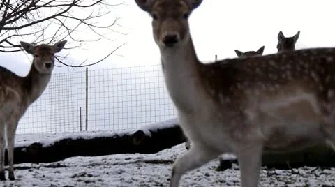 Deer Stock Footage 20910988