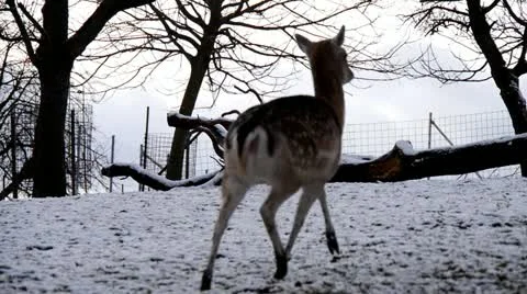 Deer Stock Footage 20911049