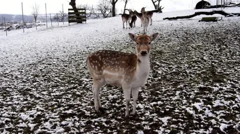 Deer Stock Footage 20911128