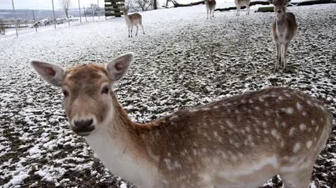 Deer Stock Footage 20911134