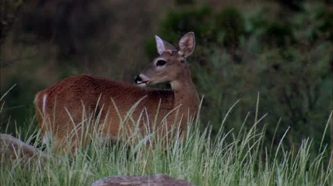 Deer Stock Footage 22637649