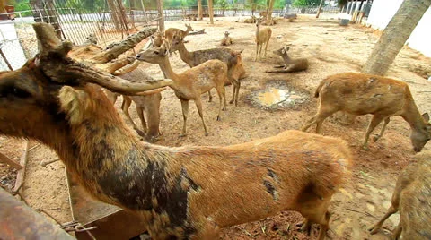 Deer Vídeo Stock 23748511