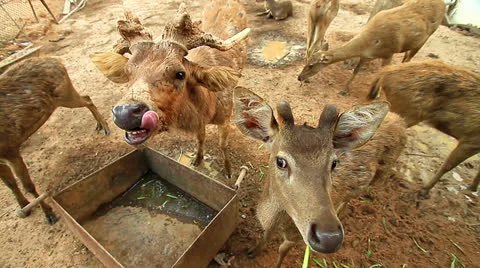 Deer Stock Footage 23789577