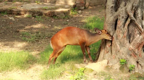 DEER Stock Footage 24686941