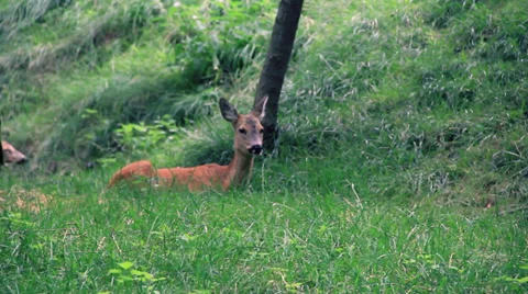 Deer Stock Footage 27449960
