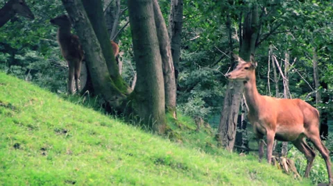 Deer Stock Footage 27453915