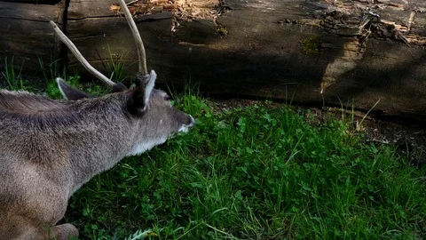 Deer Stock Footage 76683776