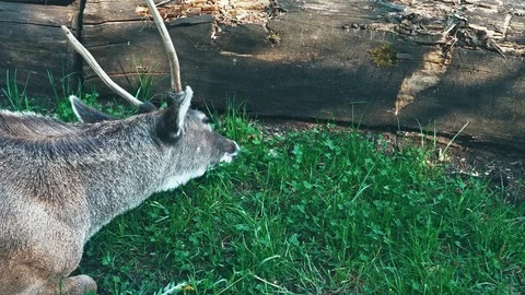 Deer Stock Footage 76685082