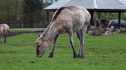 Deer Stock Footage 89399795