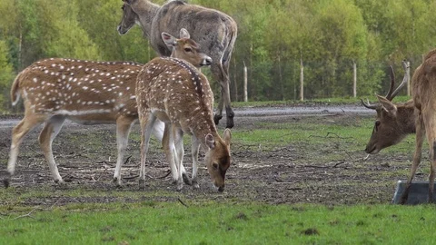 Deer Stock Footage 89402371