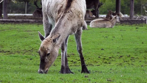 Deer Stock Footage 89409193