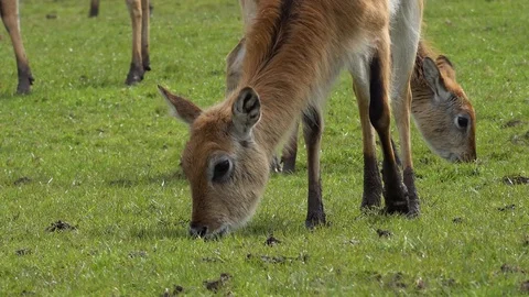 Deer Stock Footage 89409222