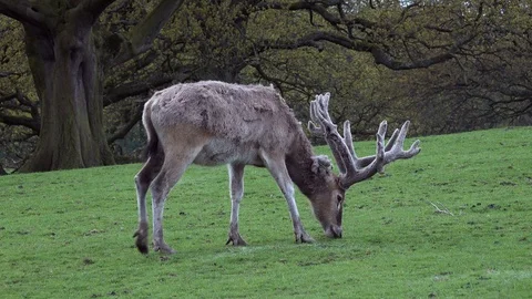 Deer Stock Footage 89409339