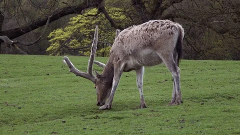 Deer Stock Footage 89409352