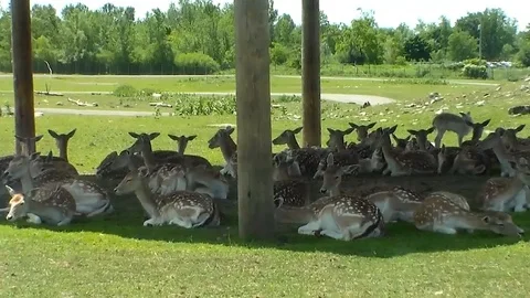 Deer Stock Footage 90715998